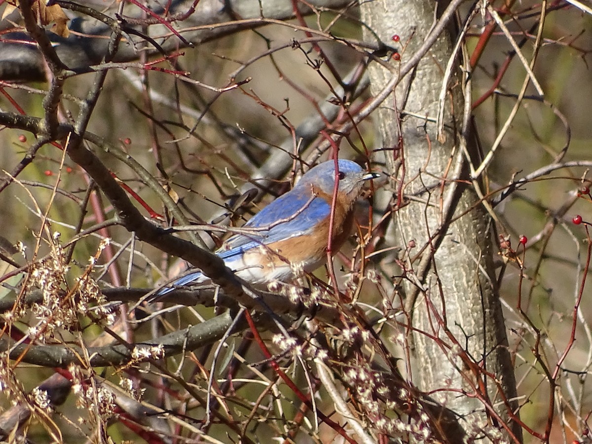 Eastern Bluebird - ML81882161