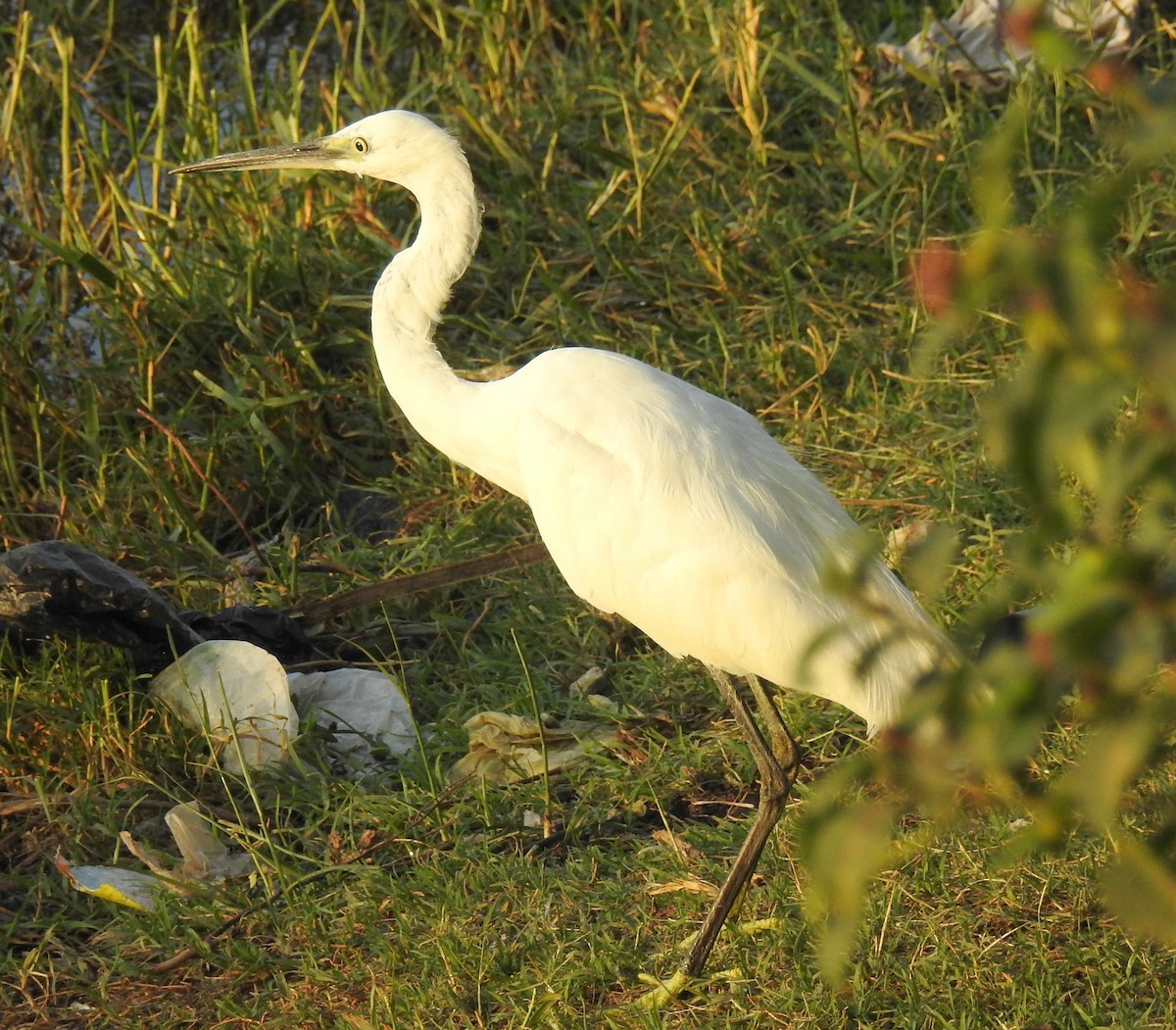 Little Egret - ML81882431