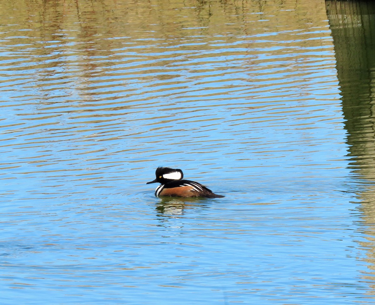 Hooded Merganser - ML81882561