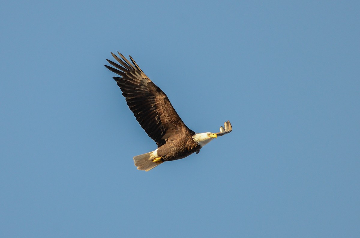 Bald Eagle - Brian McGee