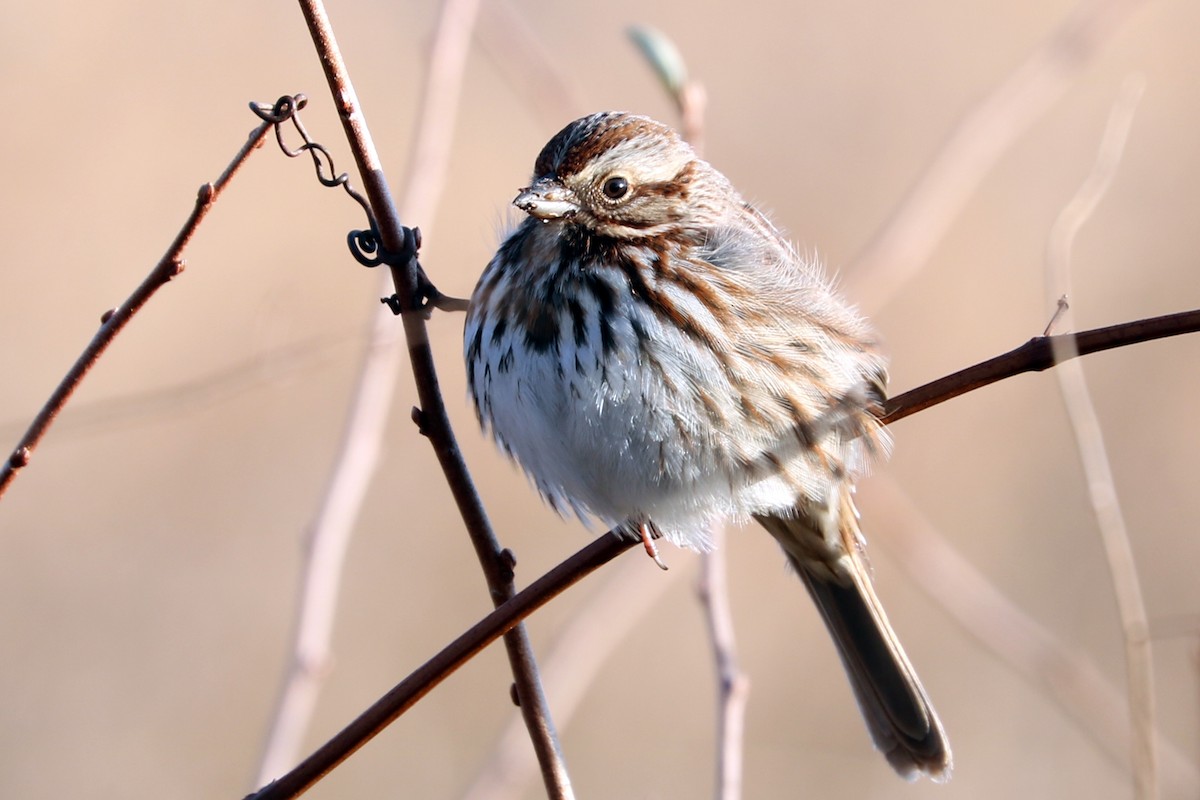 Song Sparrow - ML81887821