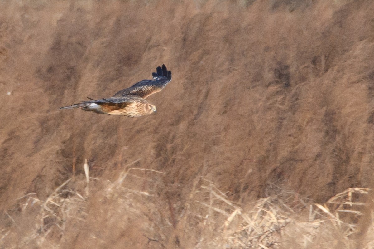 Northern Harrier - ML81888401