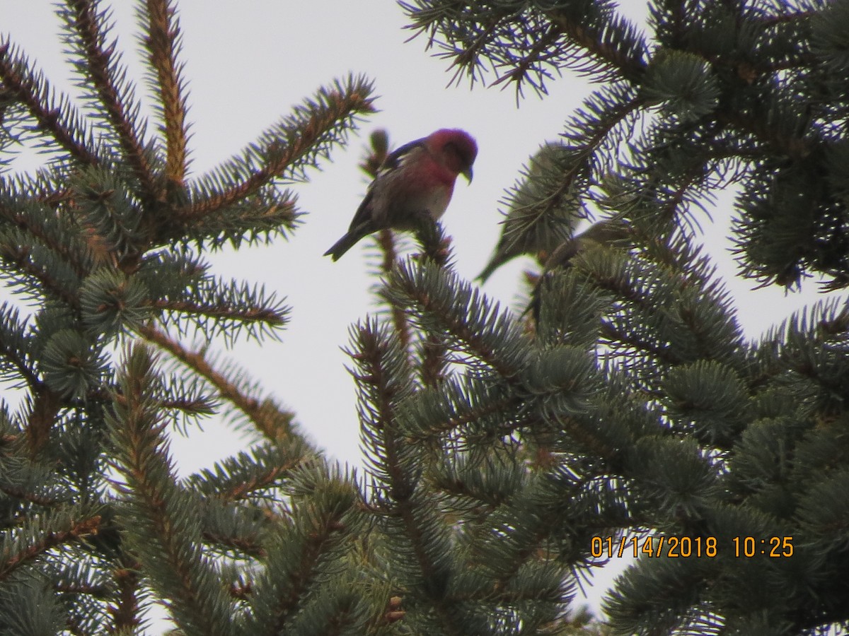 White-winged Crossbill - ML81889771