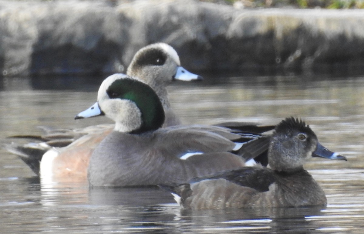 American Wigeon - ML81890261