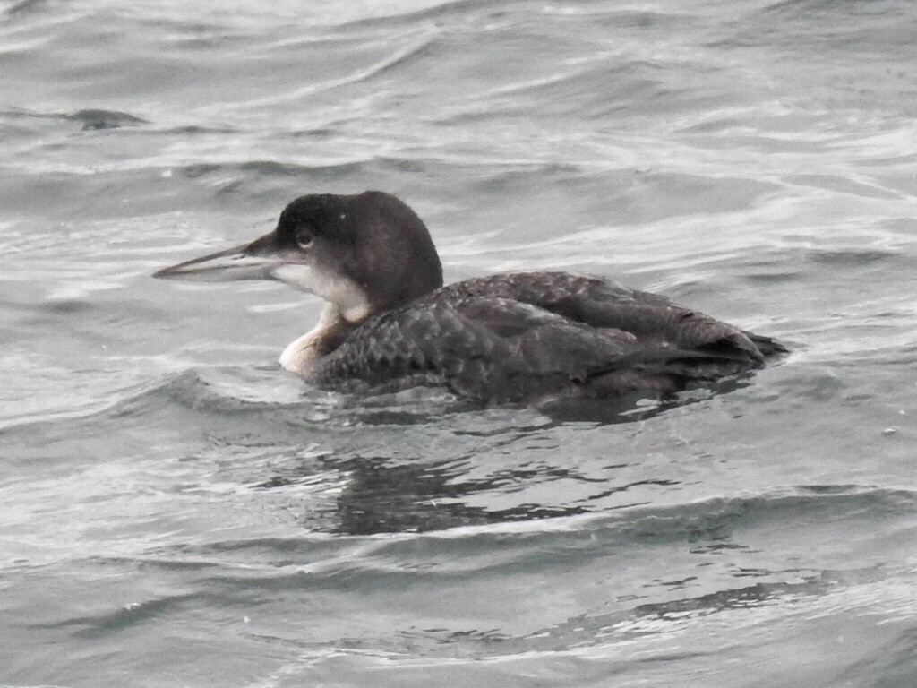 Common Loon - Sue Finnegan