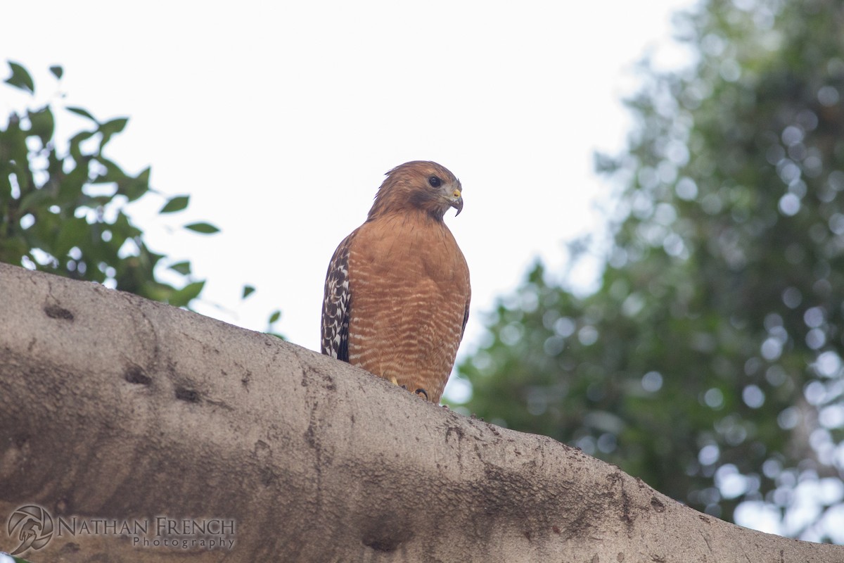 Red-shouldered Hawk - ML81892161