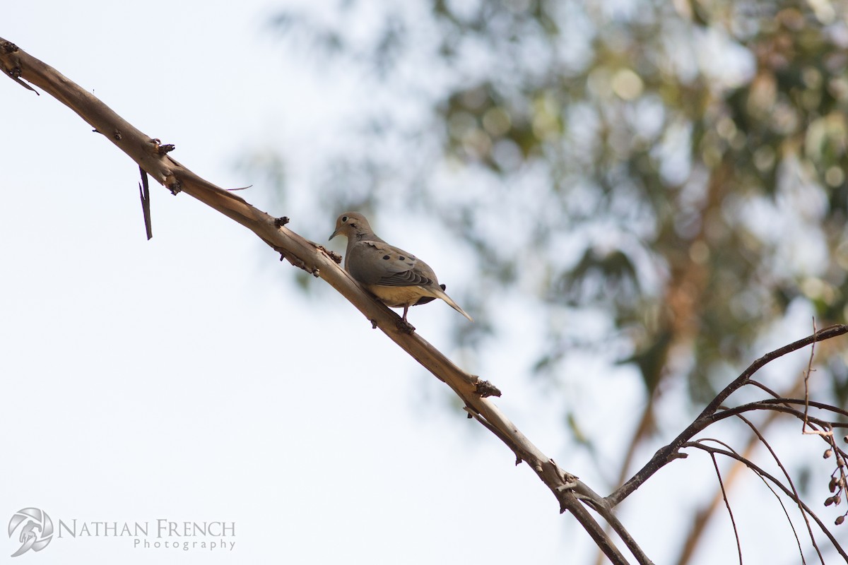 Mourning Dove - ML81892441