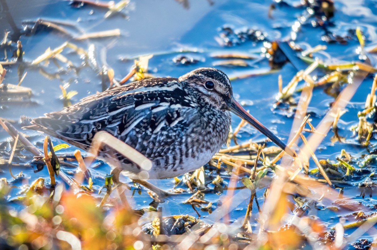 Wilson's Snipe - ML81892841