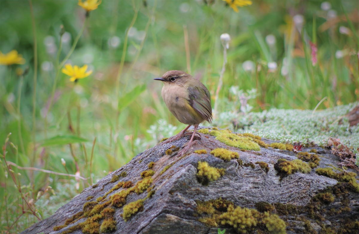 South Island Wren - Rachel Hufton