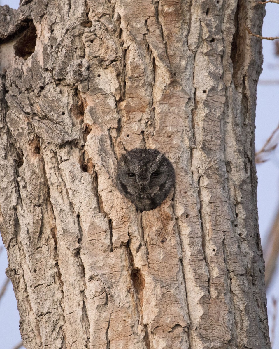 Western Screech-Owl - ML81894731