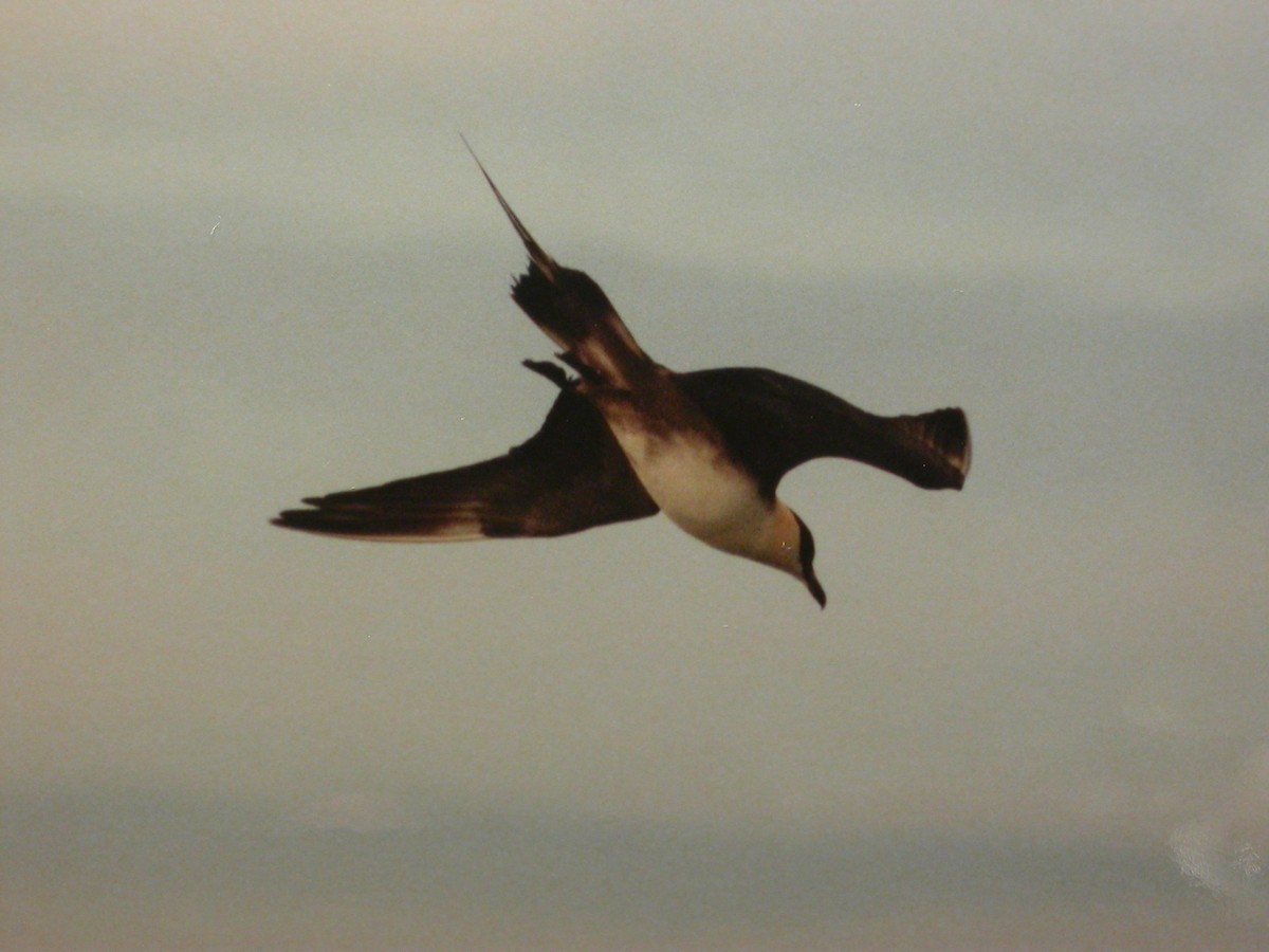 Long-tailed Jaeger - ML81896591