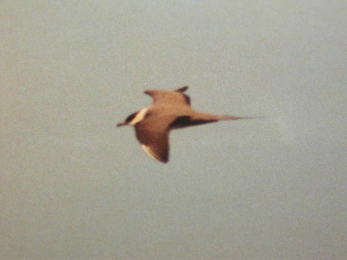 Long-tailed Jaeger - ML81896621