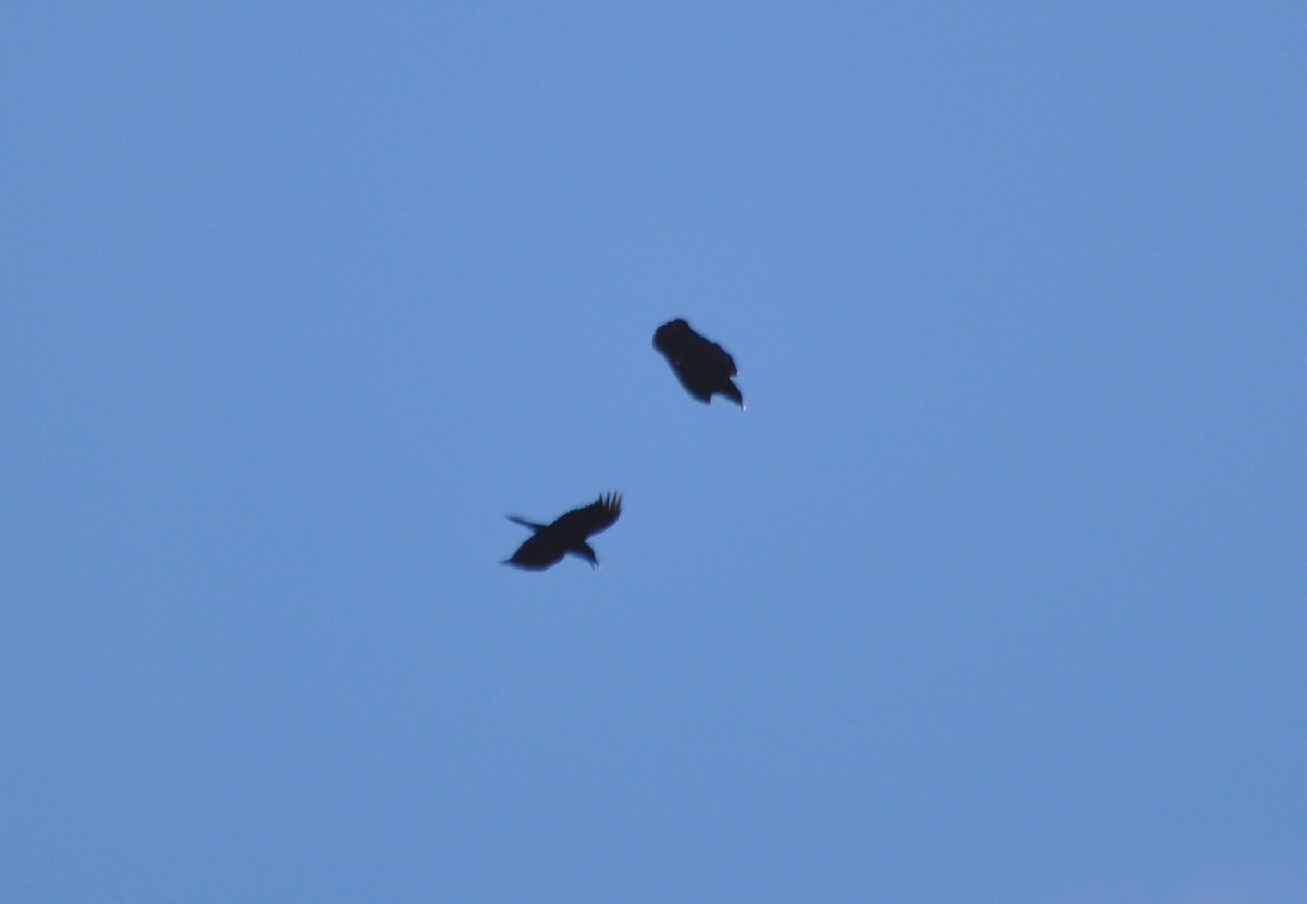 Common Raven - ML81896651