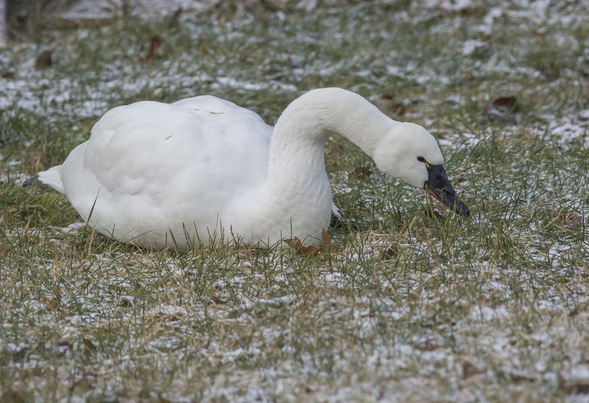 Tundra Swan - Ronnie d'Entremont