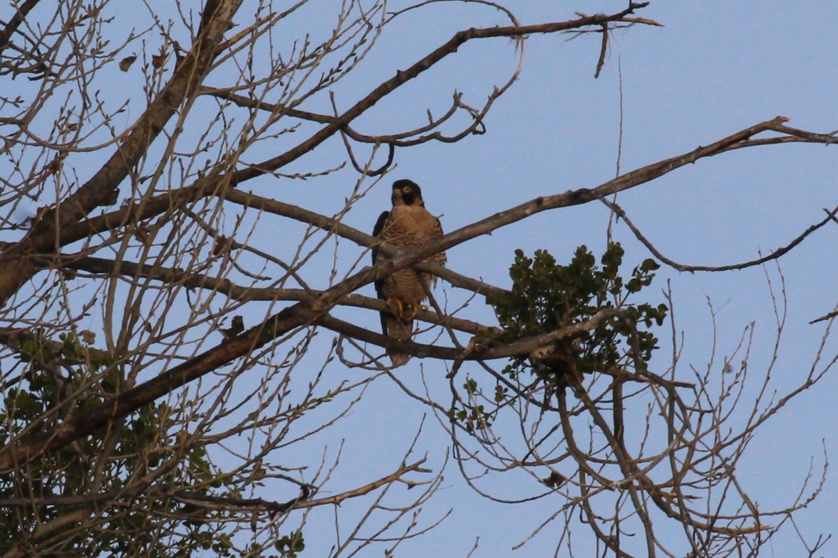 Halcón Peregrino - ML81898101