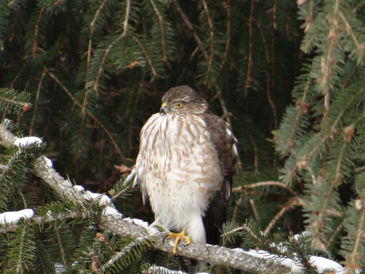 Sharp-shinned Hawk - ML81898721