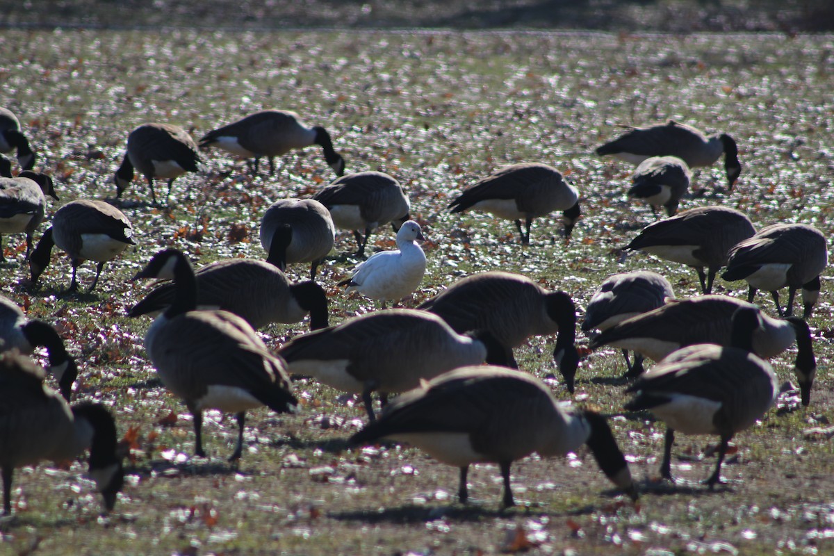 Ross's Goose - ML81898751