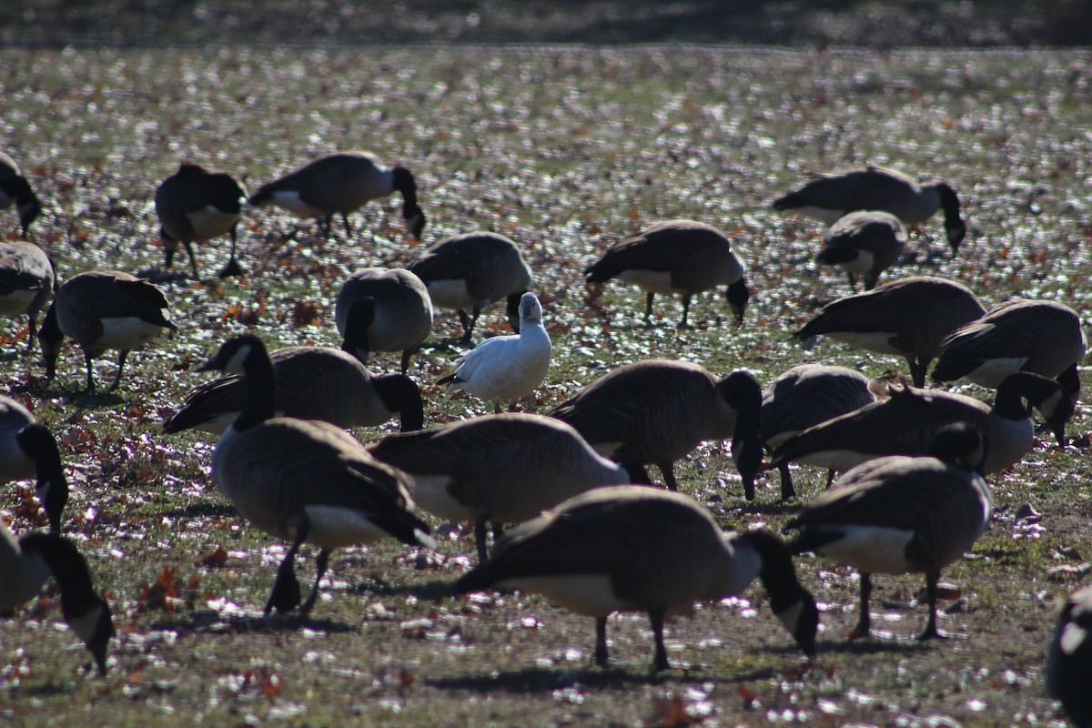 Ross's Goose - ML81898921