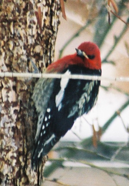 Red-breasted Sapsucker - Yukon Bird Club Historical Data