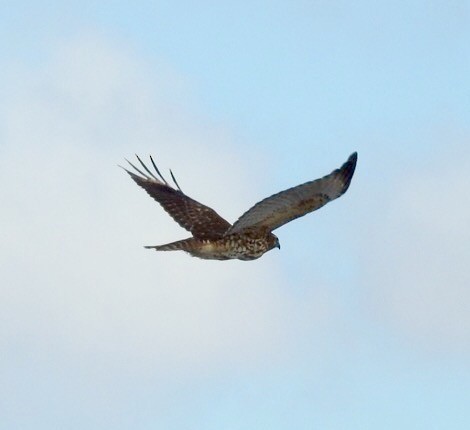 Red-shouldered Hawk - Jim Varner