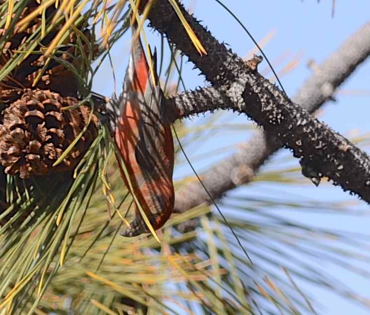 Red Crossbill - ML81900661