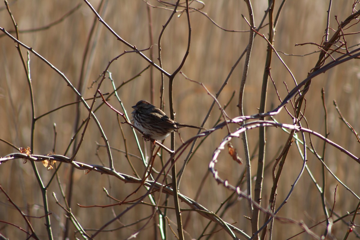 Song Sparrow - ML81901101