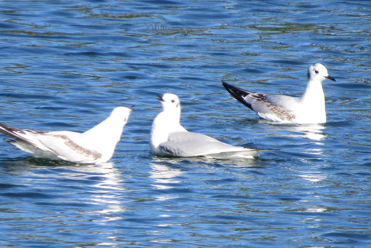 Mouette de Bonaparte - ML81902411