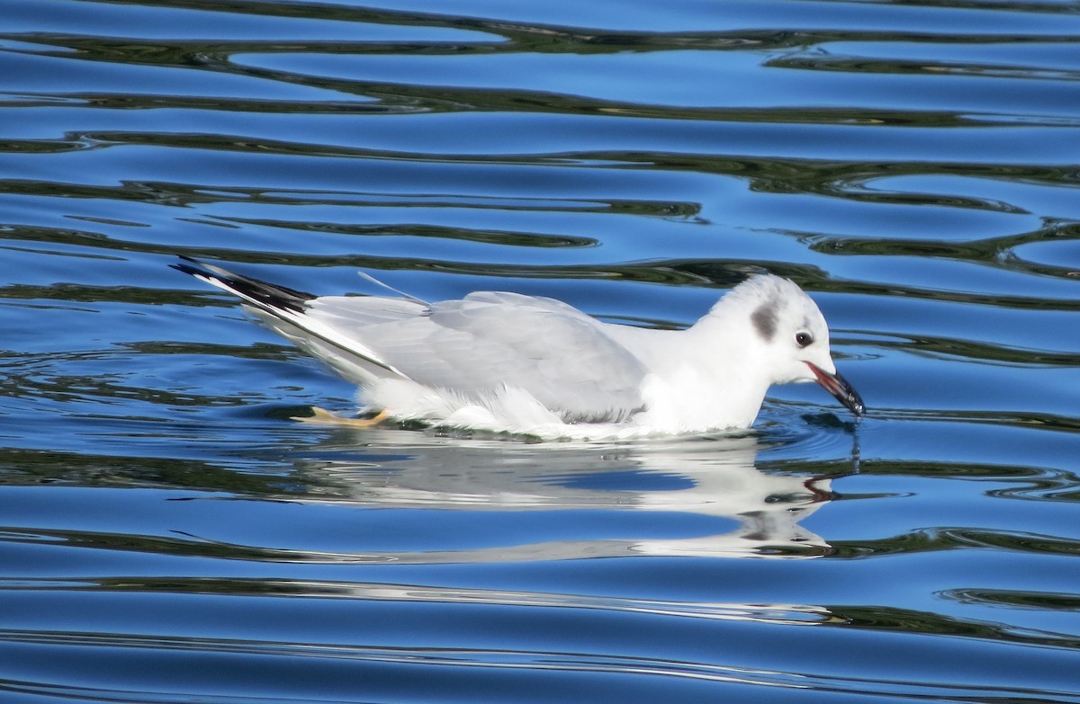 Bonaparte's Gull - ML81902431