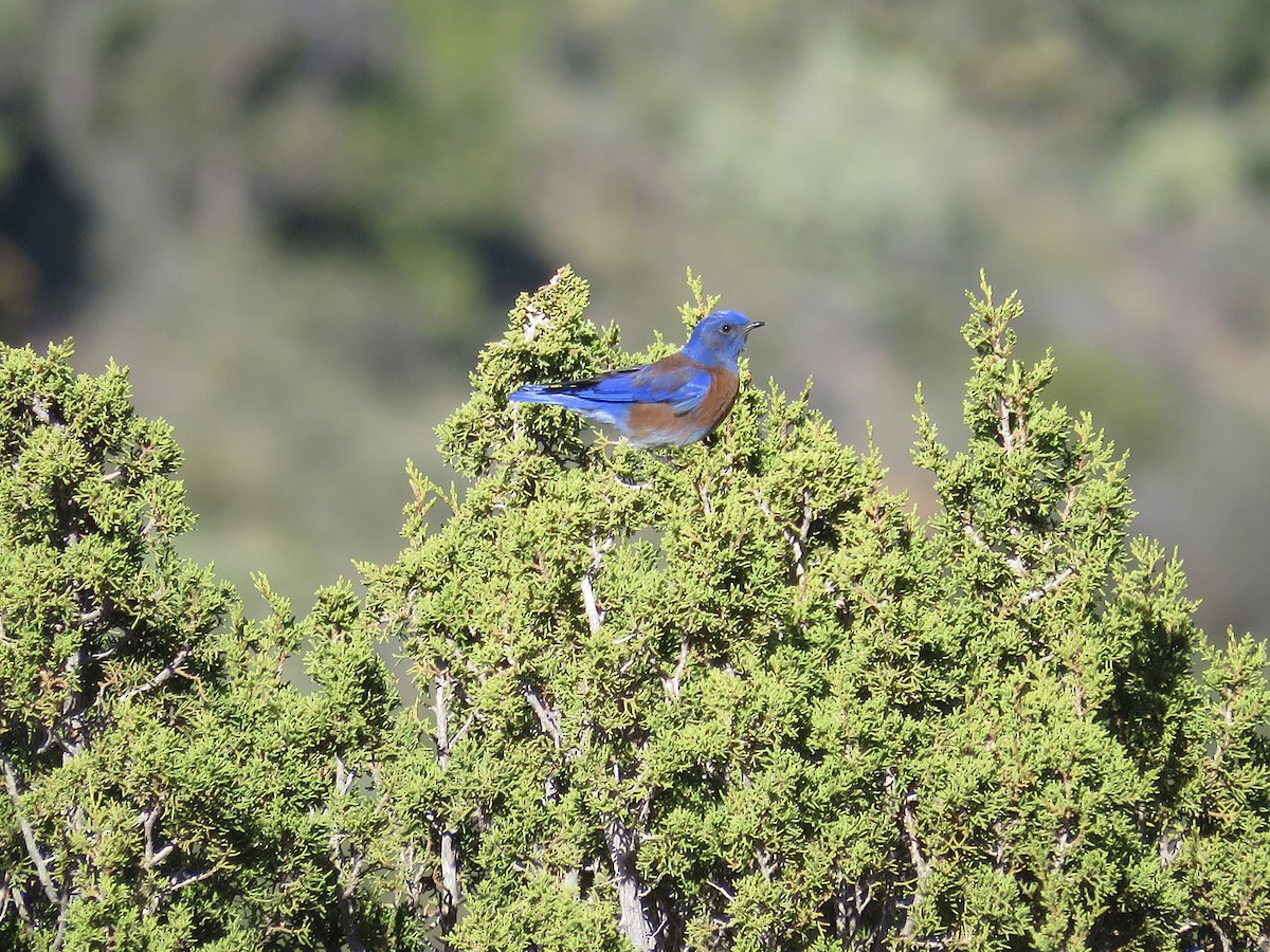 Western Bluebird - Anne (Webster) Leight