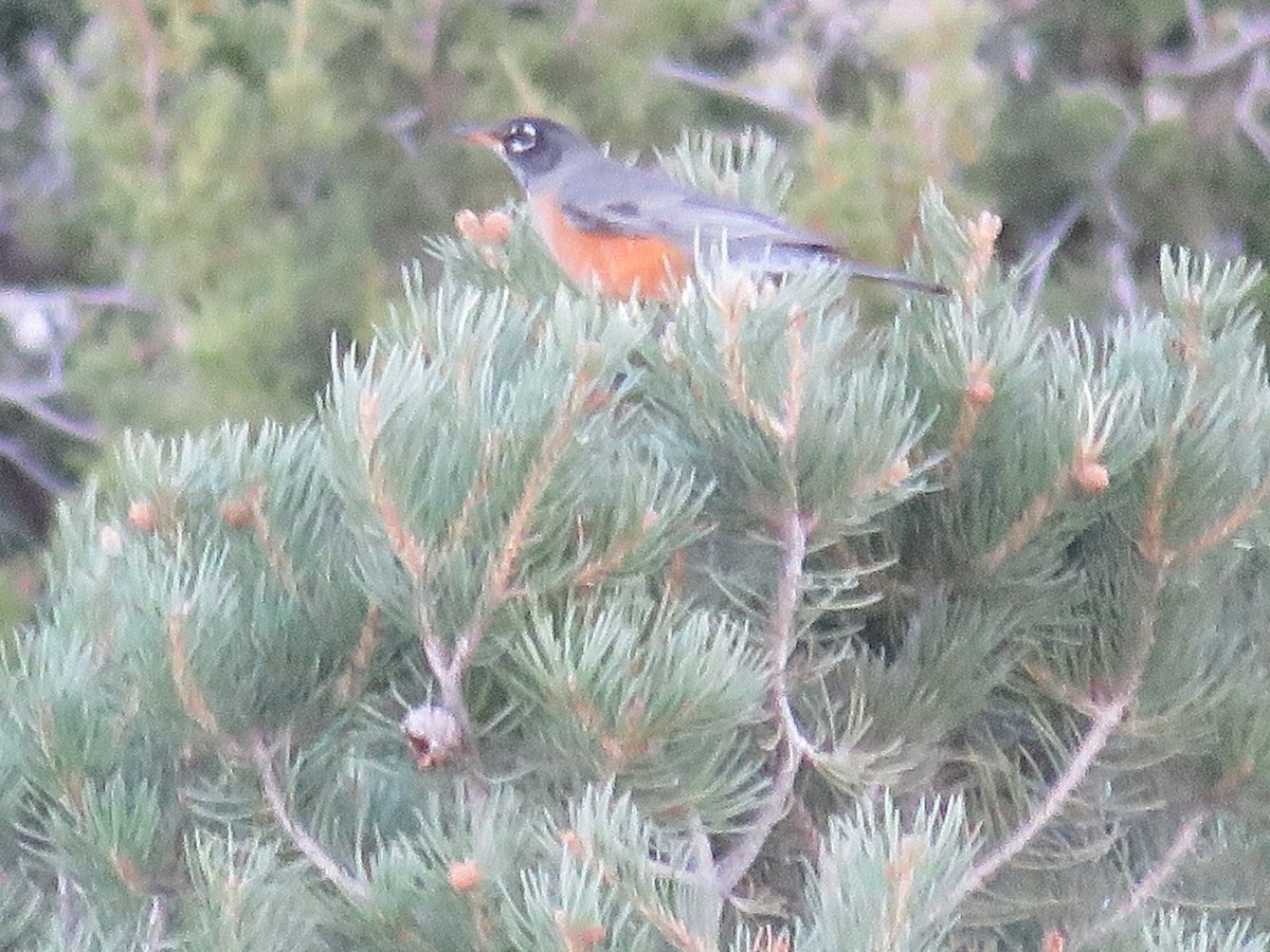 American Robin - Anne (Webster) Leight
