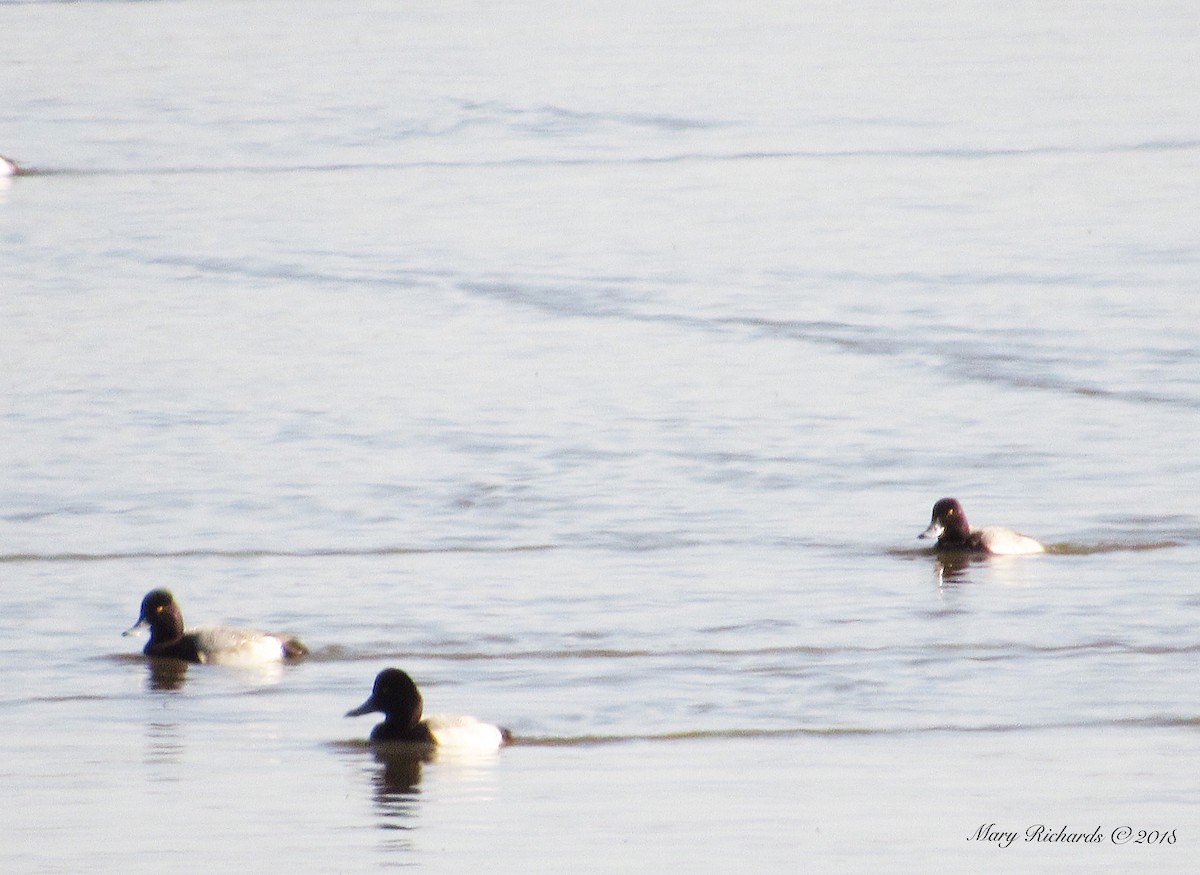 Lesser Scaup - ML81906231