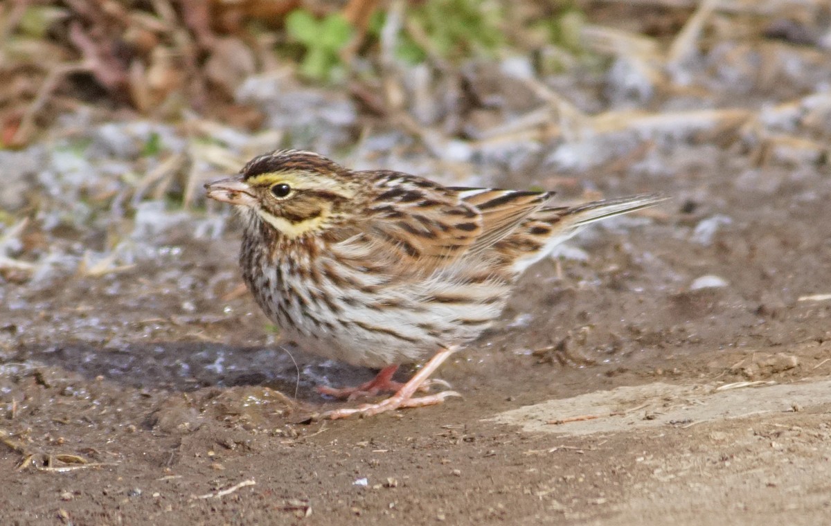 Savannah Sparrow - ML81906351