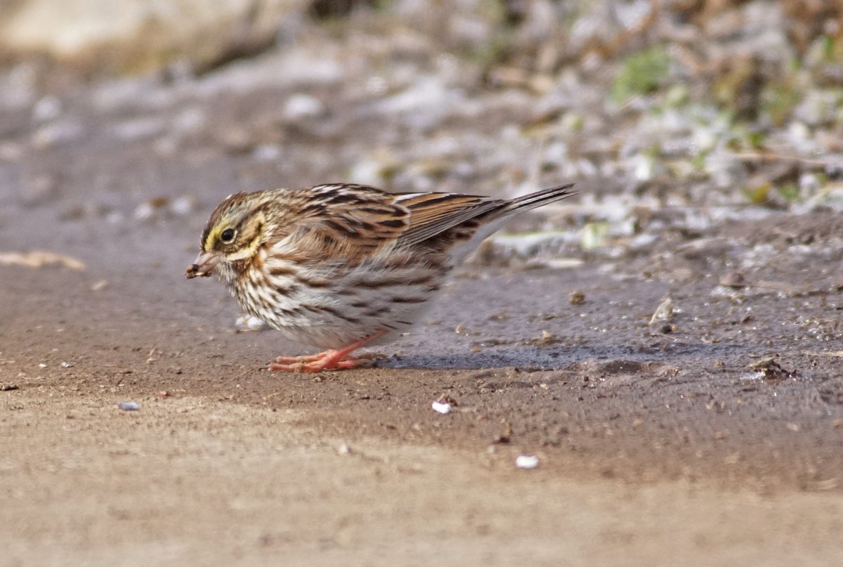 Savannah Sparrow - ML81906361