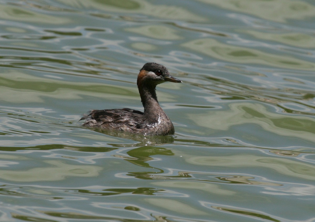 Madagascar Grebe - ML81907081
