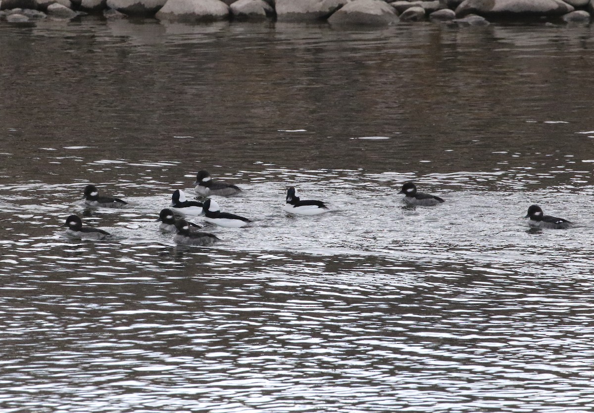 Bufflehead - ML81907091