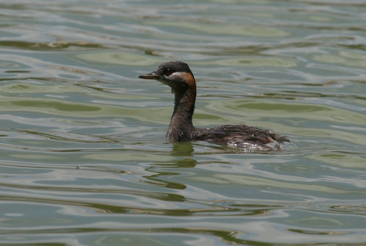 Madagascar Grebe - ML81907101