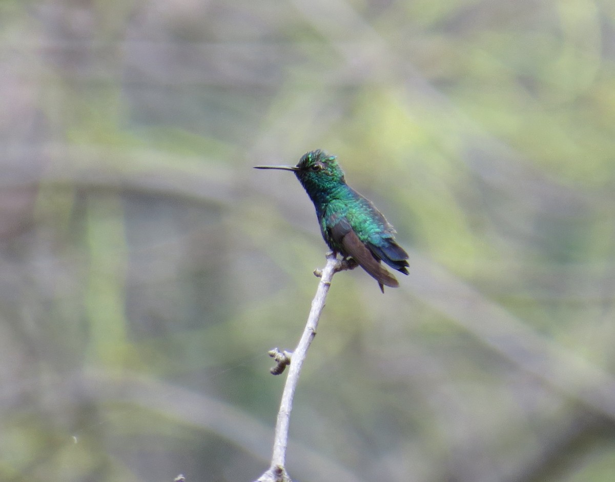 kolibřík modroocasý - ML81907251