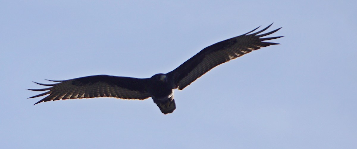 Zone-tailed Hawk - Joyce Marie Stewart