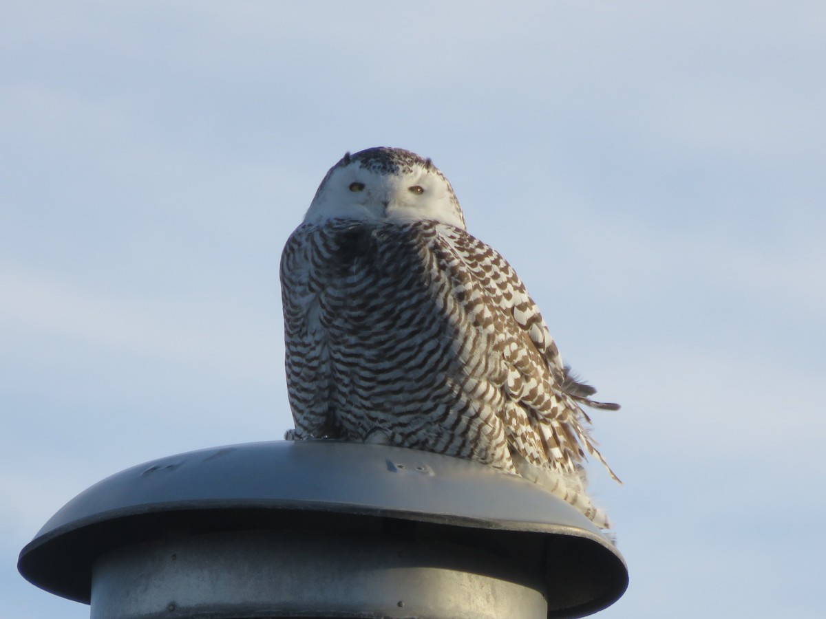 Snowy Owl - ML81909041