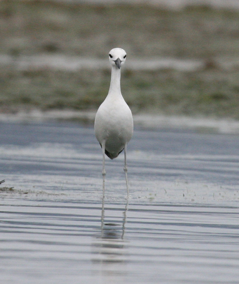 Crab-Plover - ML81909251