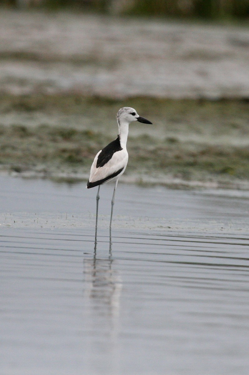 Crab-Plover - ML81909261