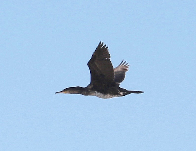 Great Cormorant - ML81909461