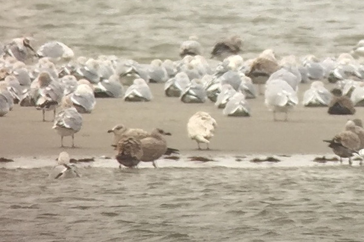 Gaviota Groenlandesa (kumlieni) - ML81911031