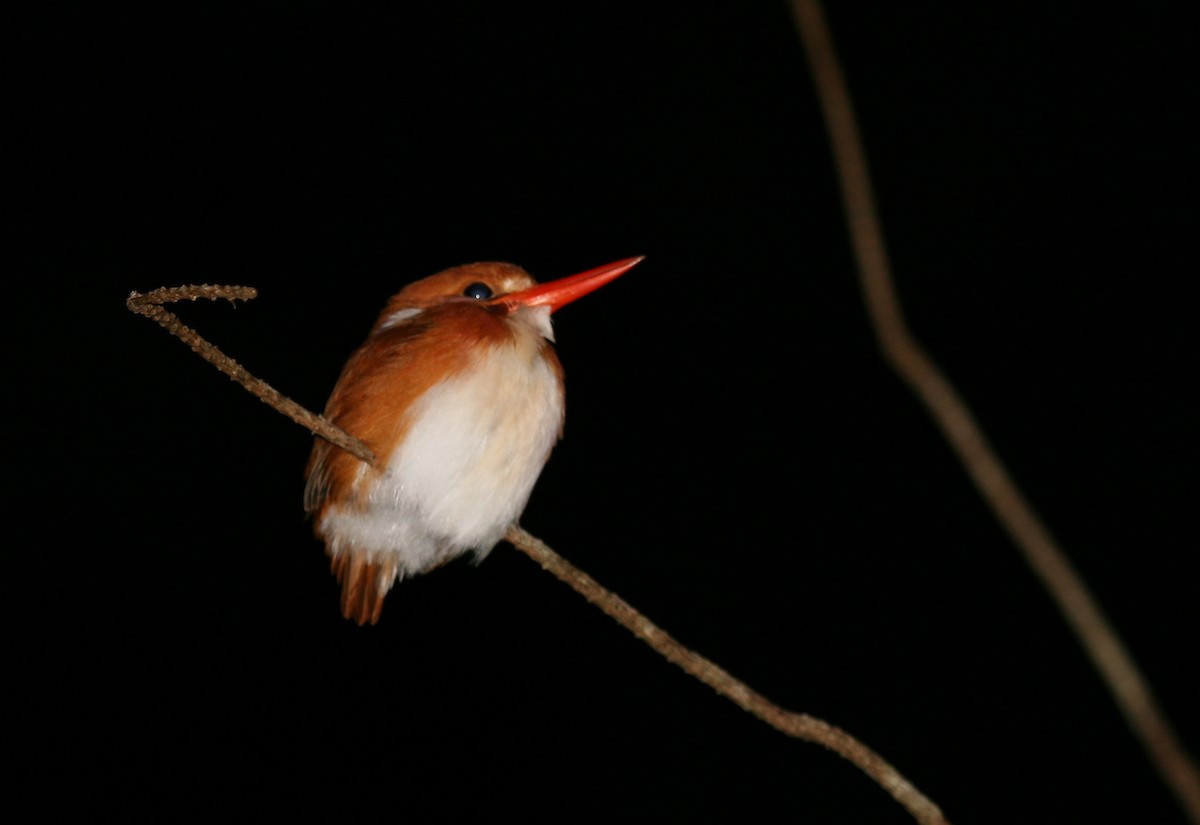 Madagascar Pygmy Kingfisher - ML81911831