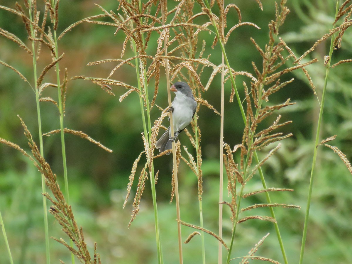 White-bellied Seedeater - Adrian Antunez