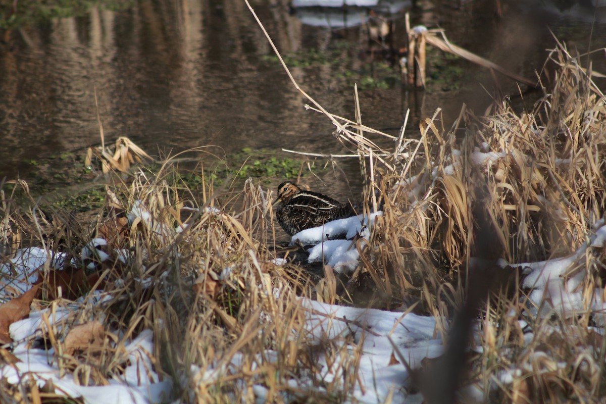 Wilson's Snipe - ML81918061