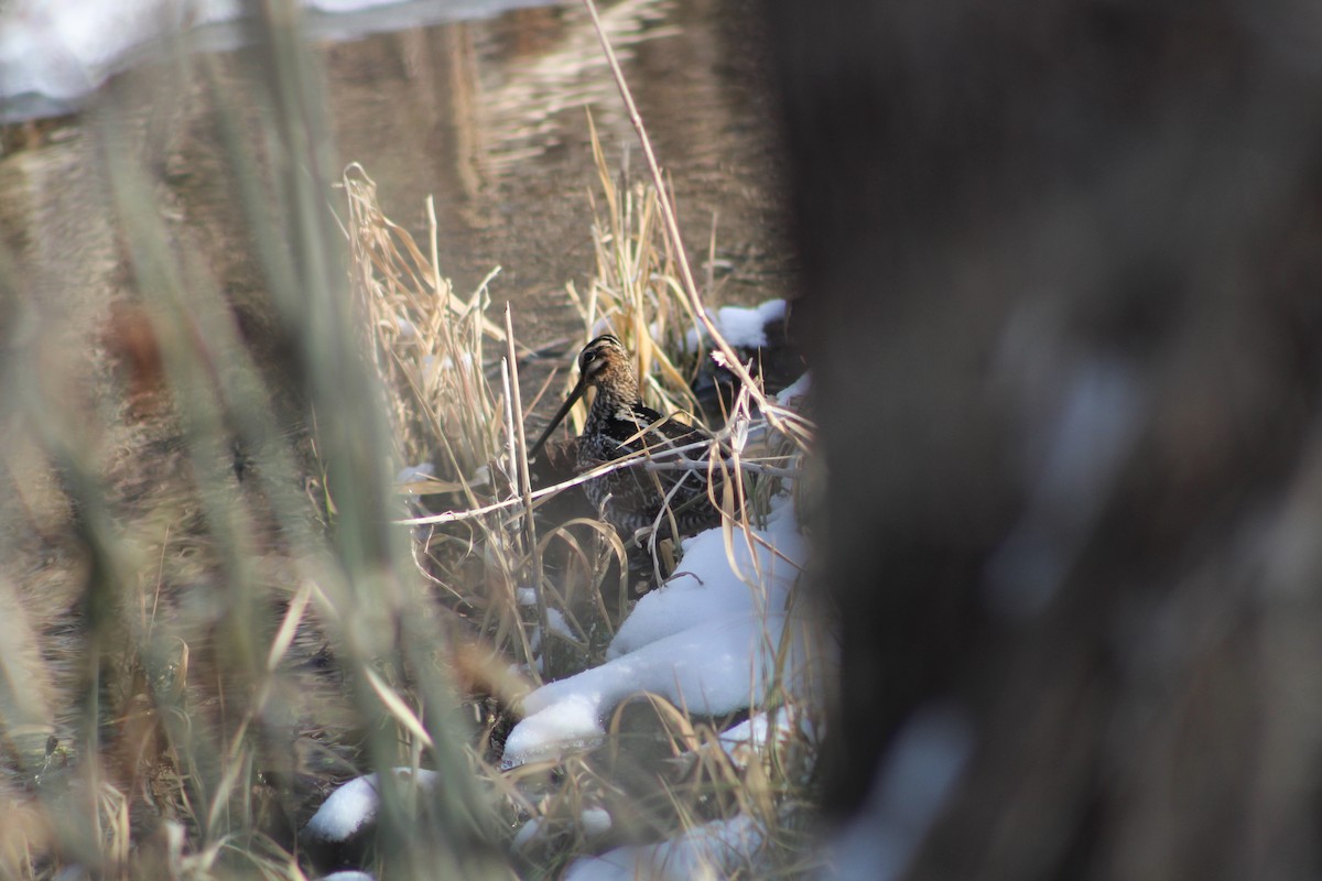 Wilson's Snipe - ML81918111