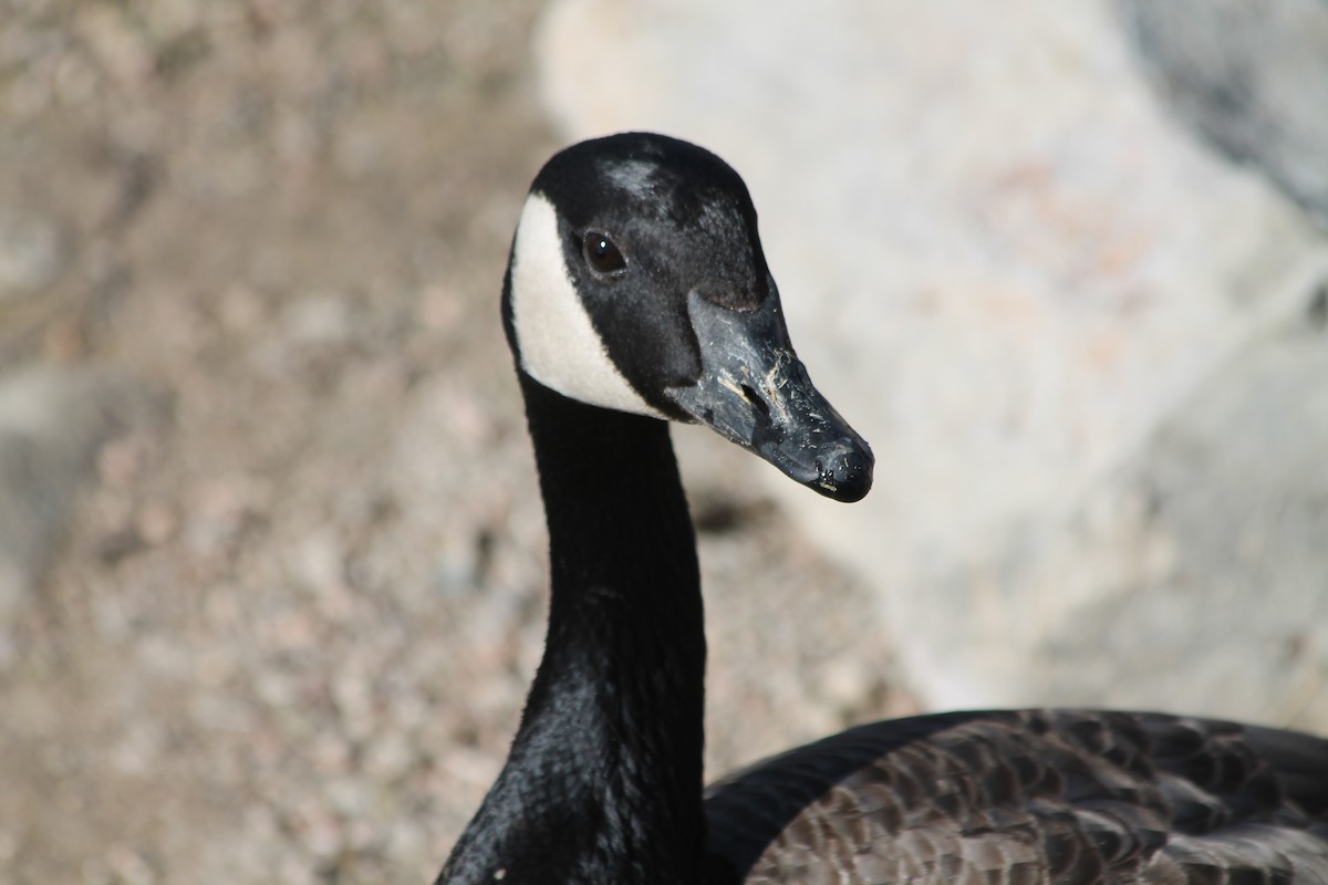 Canada Goose - Lorraine Lanning