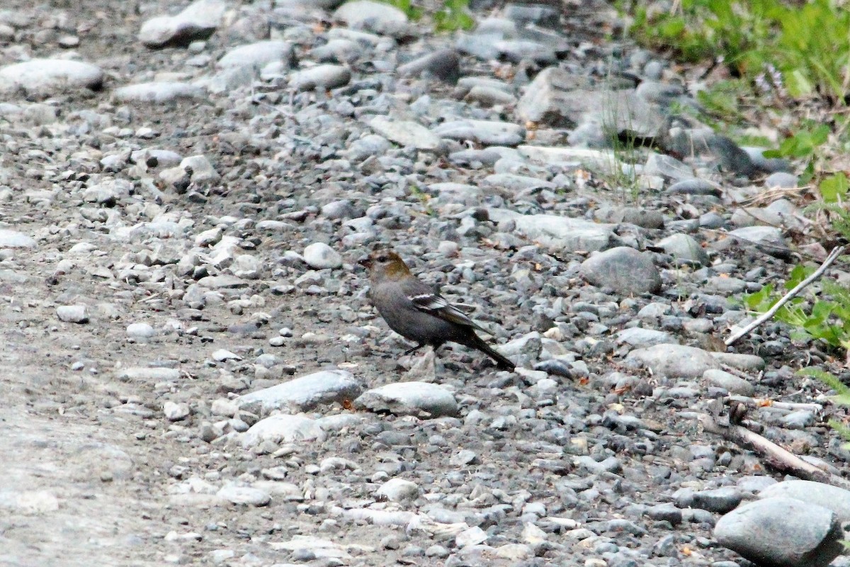 Pine Grosbeak - ML81920161