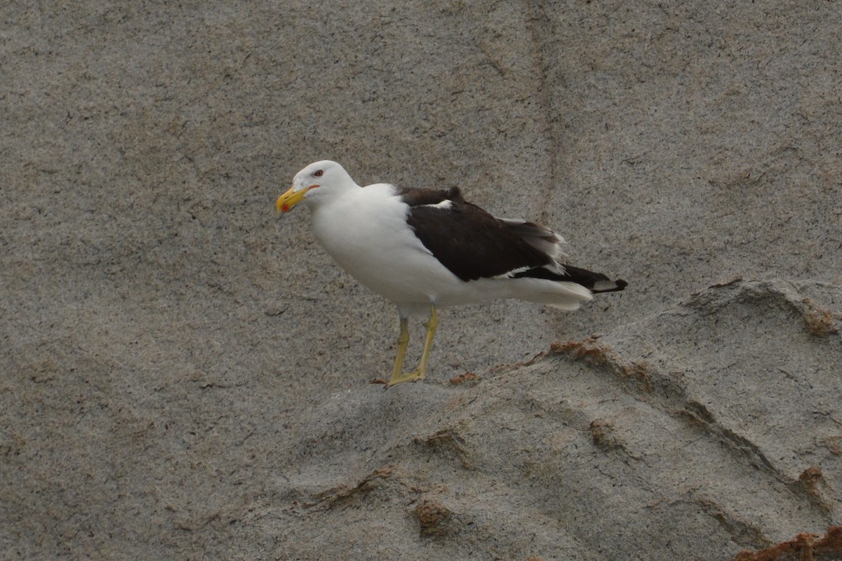 Kelp Gull - ML81920291